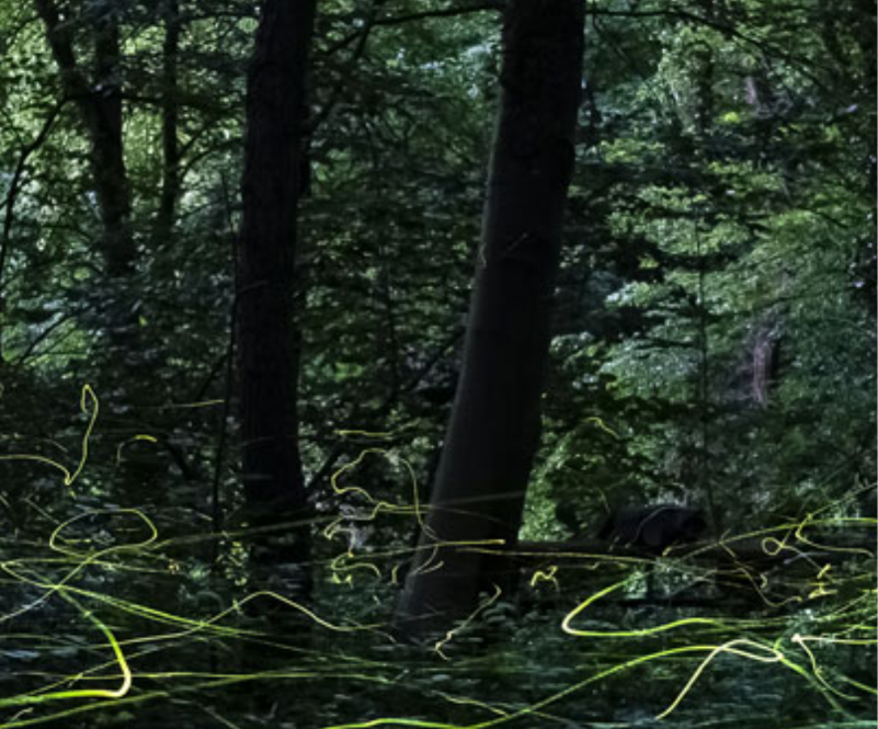 Leuchtspuren von Glühwürmchen im dunklen Wald