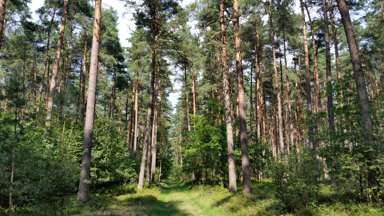 Sonniger Waldweg durch die Hohe Heide